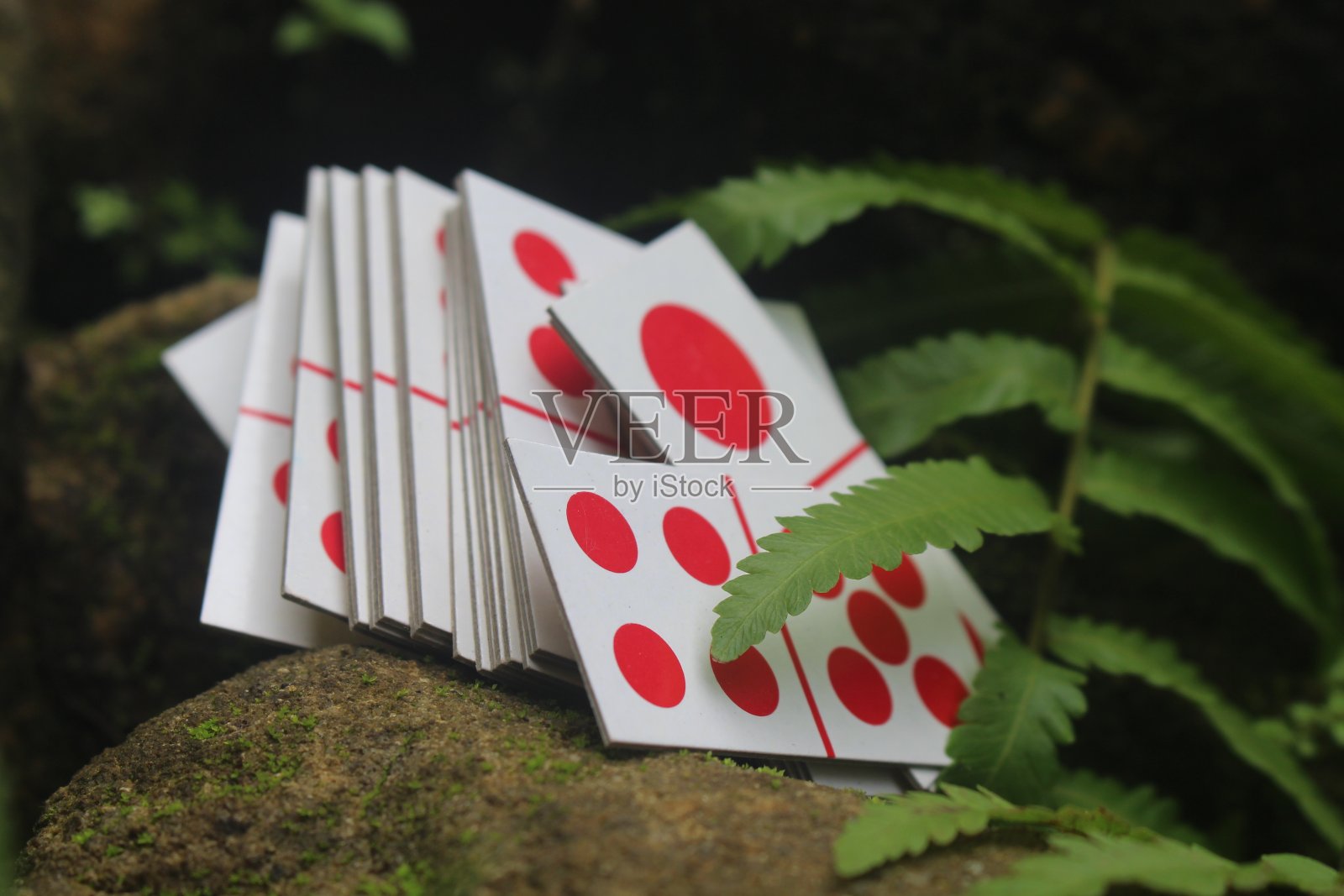 苔藓岩石上的木薯卡片照片照片摄影图片