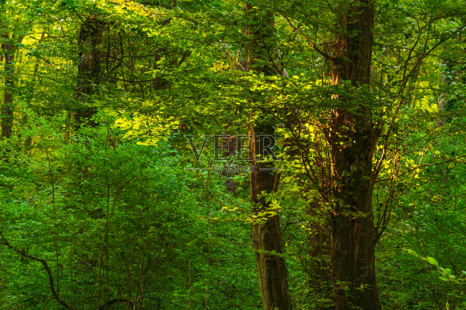 在茂密的绿色森林里，阳光透过茂密的树枝照片摄影图片