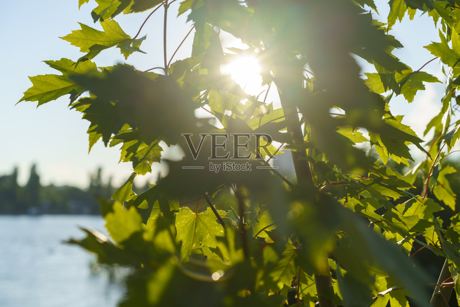 枫叶对着天空的自然景观照片摄影图片