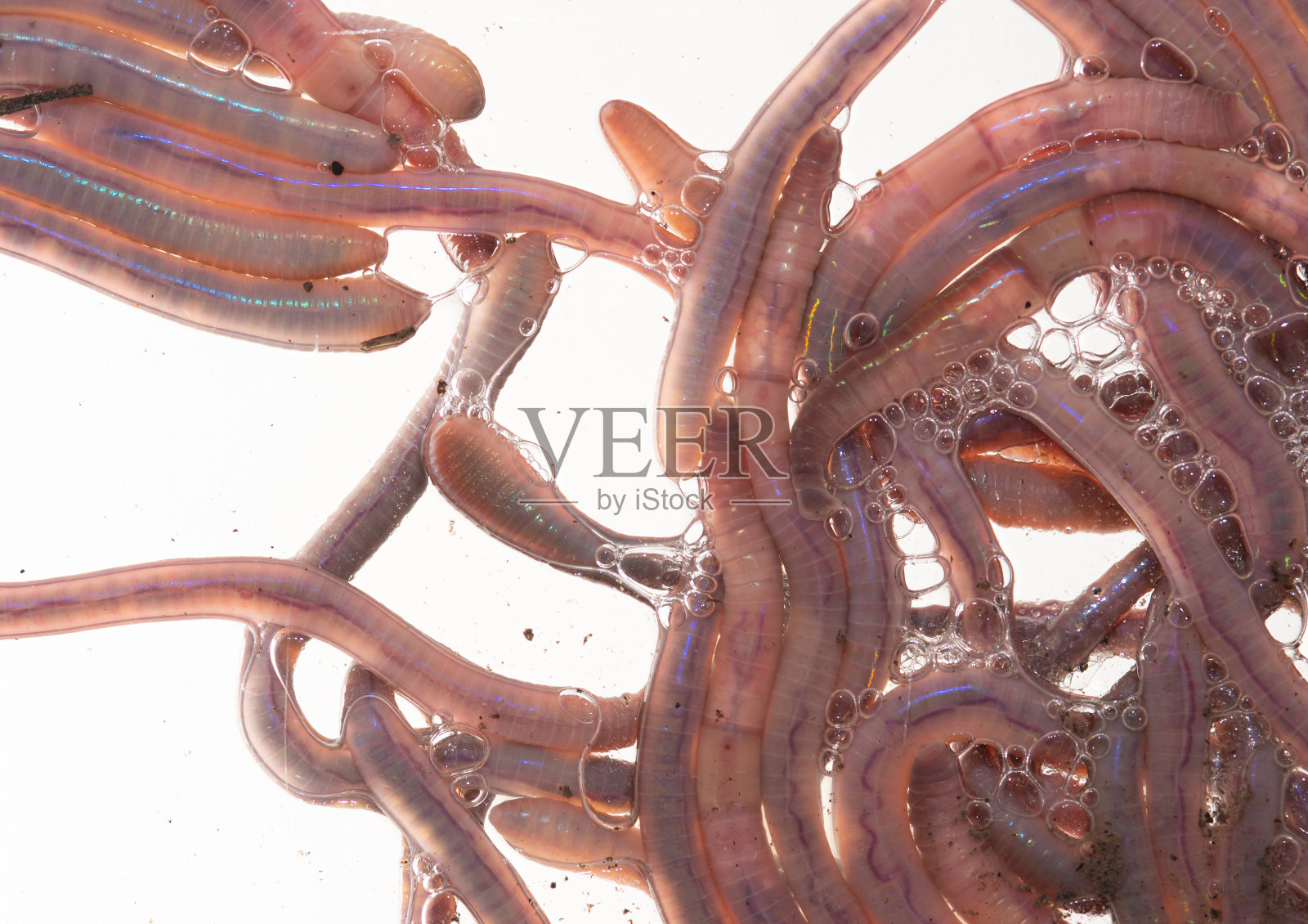 为农民和渔民拍摄的白底蚯蚓特写照片摄影图片