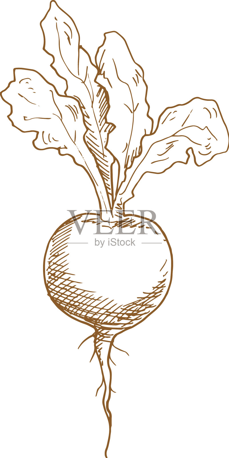 全甜菜根孤立单色素描图标设计元素图片