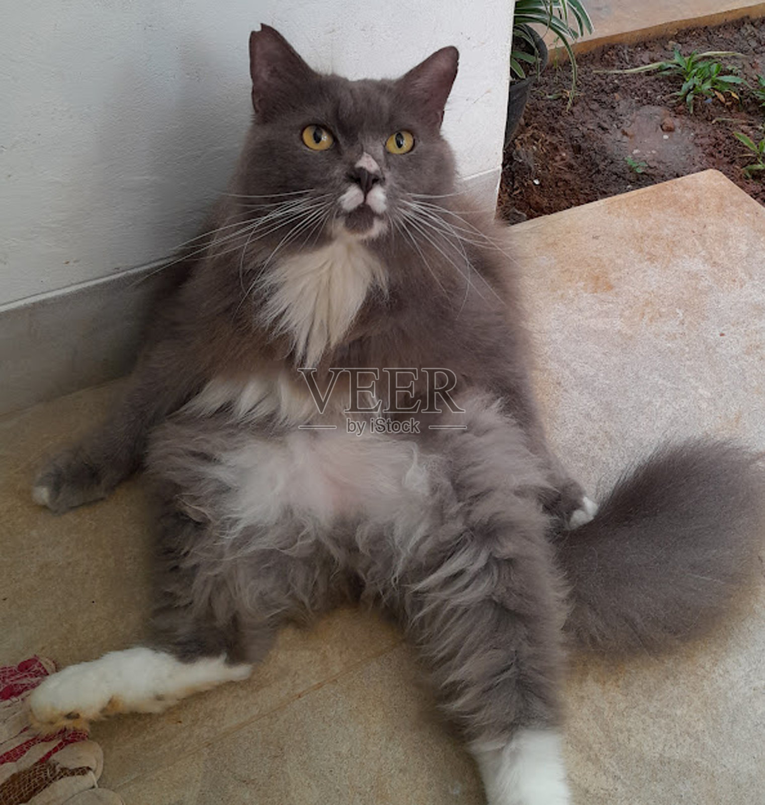 灰色的猫照片摄影图片