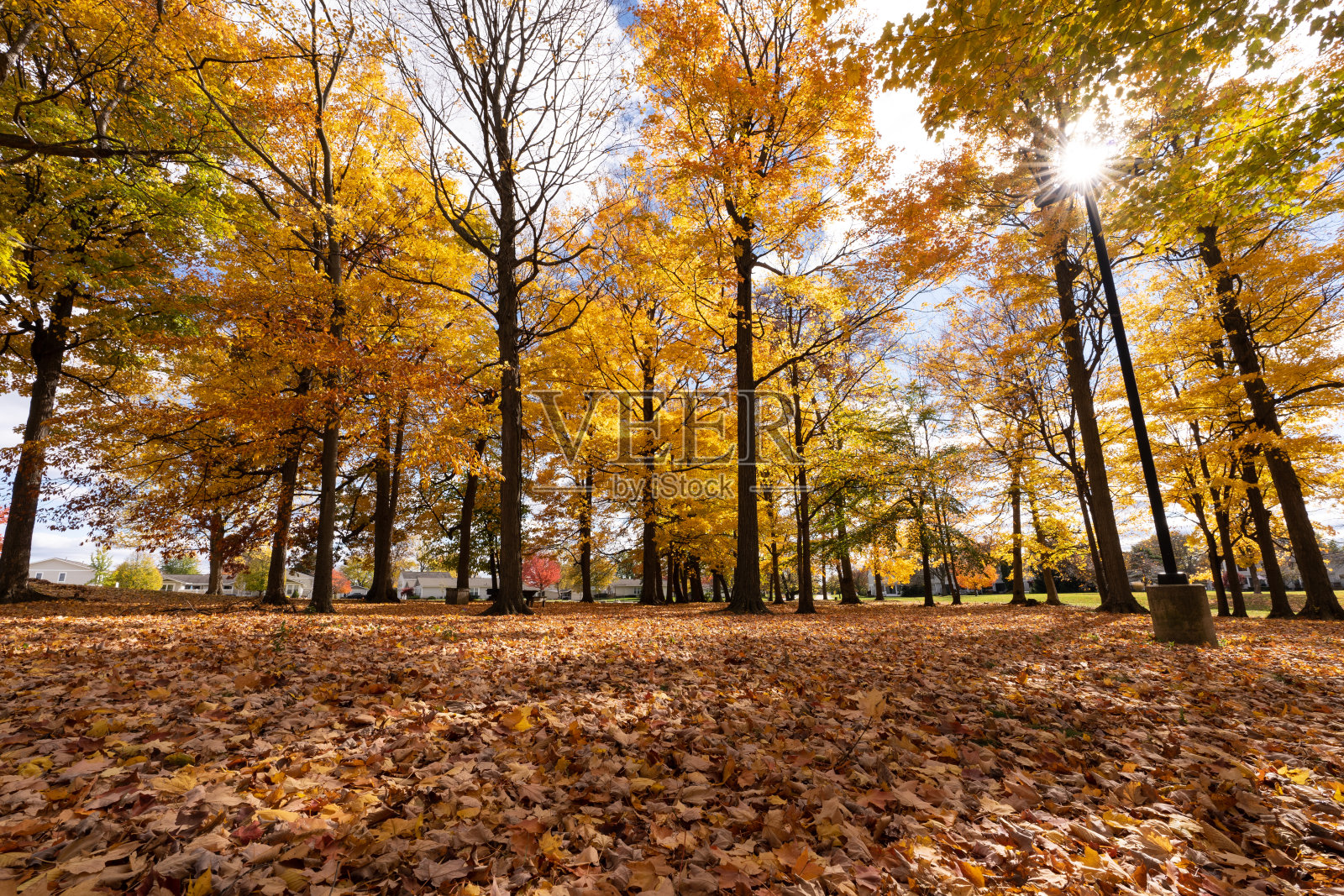 秋天的森林风光与落叶照片摄影图片