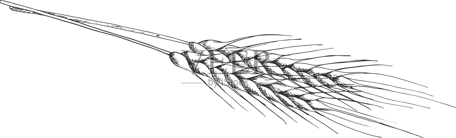 小麦孤立的穗手画谷物spica设计元素图片