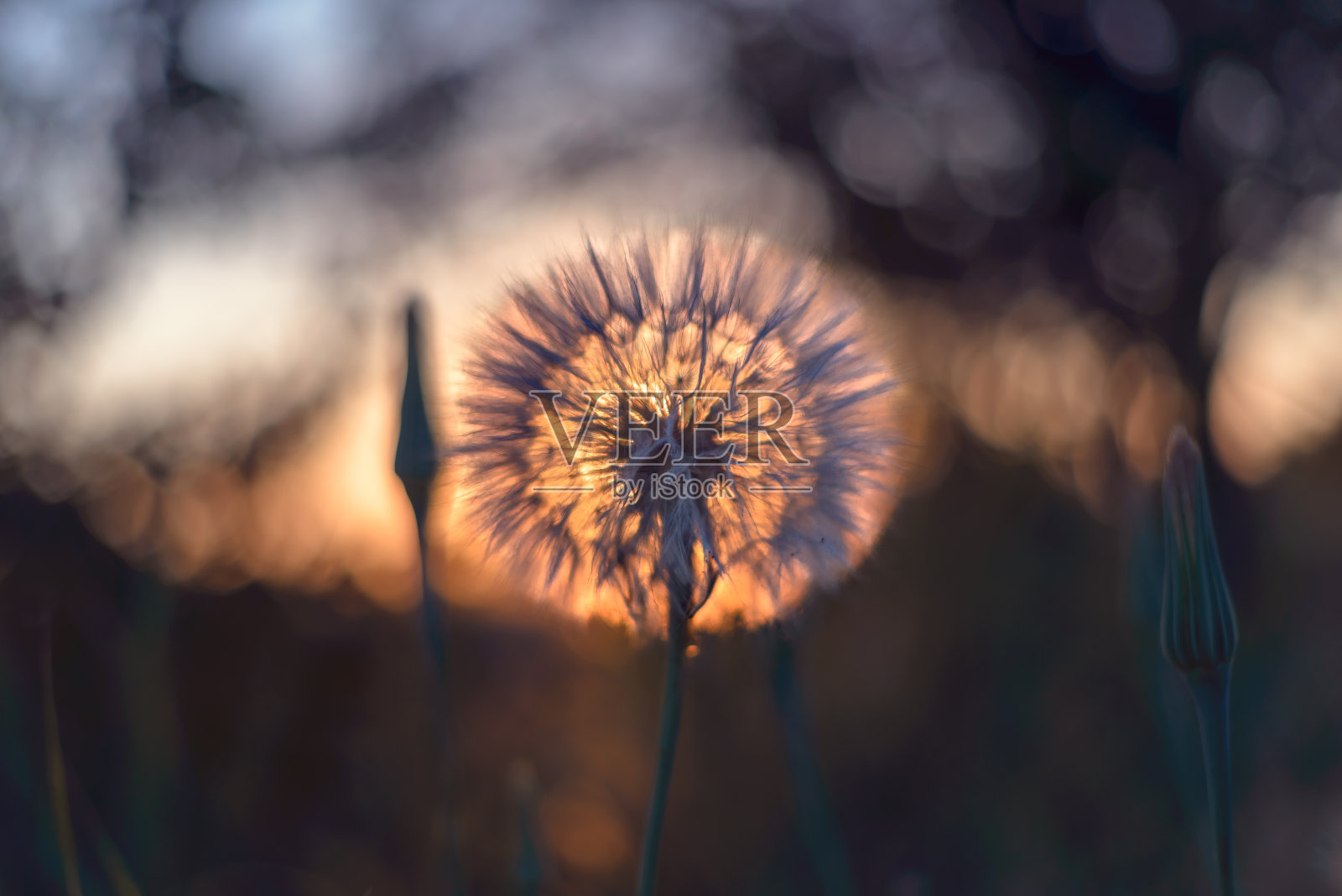 日落时田间的蒲公英-自由的愿望照片摄影图片