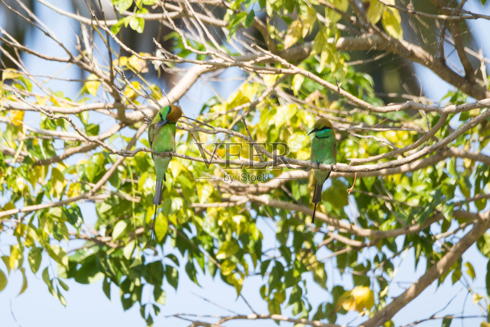 绿色的食蜂鸟照片摄影图片