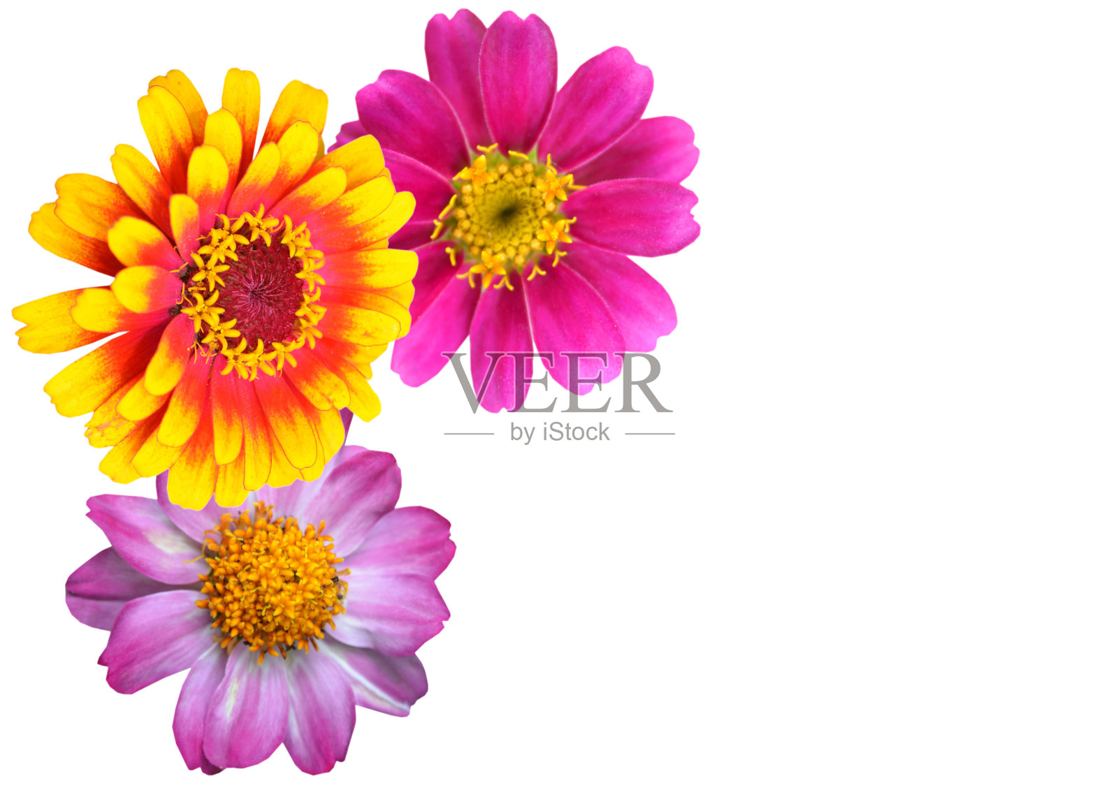 丰富多彩的zinnia花照片摄影图片