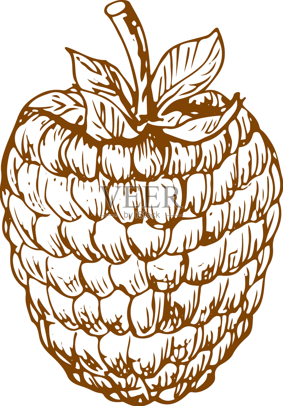 覆盆子或黑莓单色素描设计元素图片