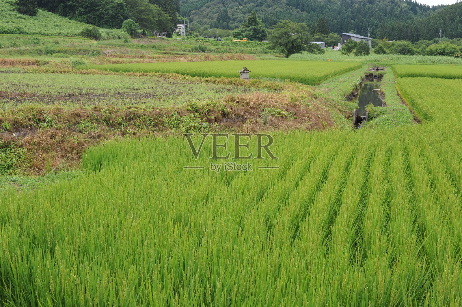 日本夏季郁郁葱葱的绿色稻田和稻田里的稻谷、种子、秆和稻草的几何图案照片摄影图片