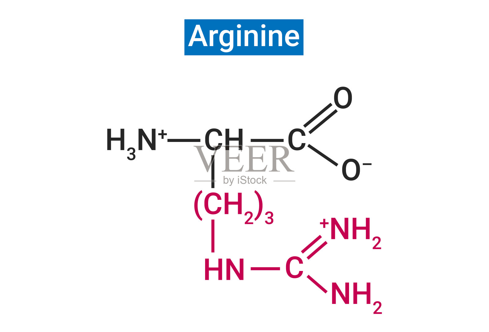 l -精氨酸是一种帮助身体生成蛋白质的氨基酸插画图片素材