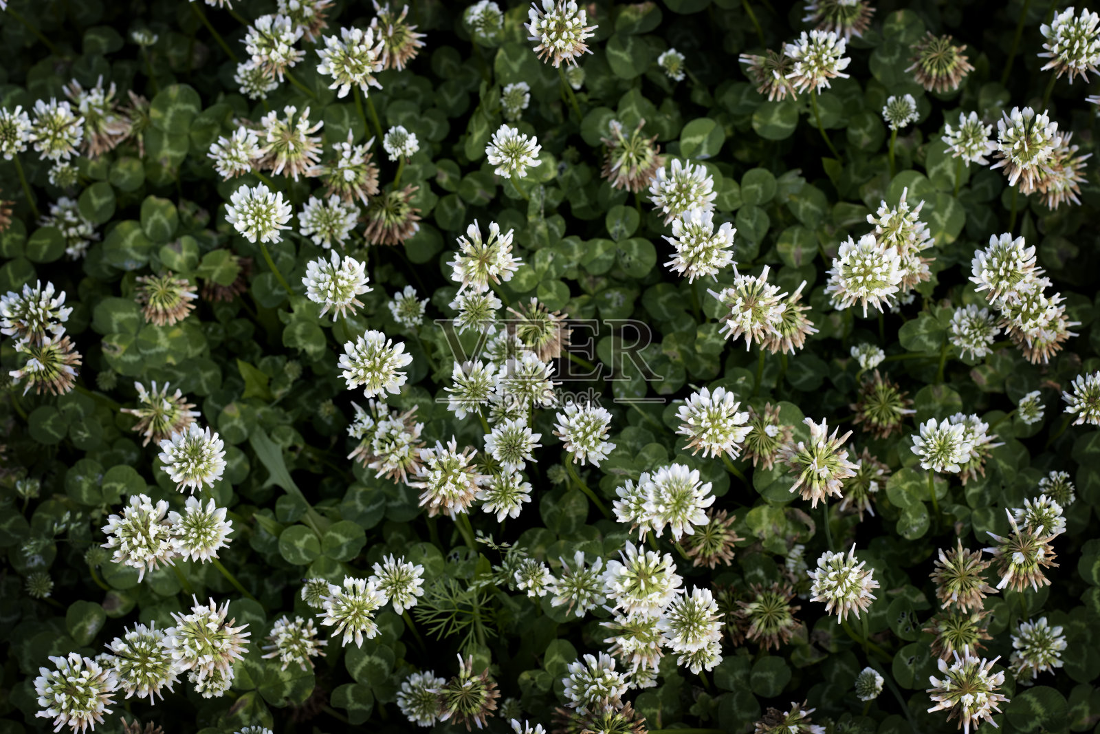 白色三叶草的花朵纹理自然背景的春天照片摄影图片