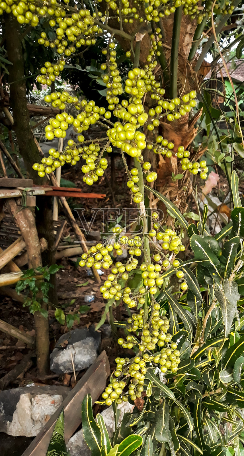 荔枝属植物的果实照片摄影图片