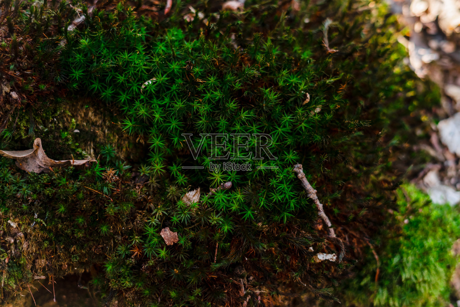 春天森林里长满青苔的大石头。五颜六色的苔藓被阳光照亮。春天的森林。照片摄影图片