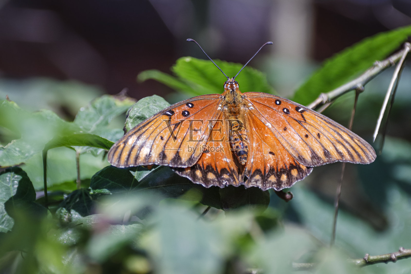 海湾贝母蝴蝶照片摄影图片