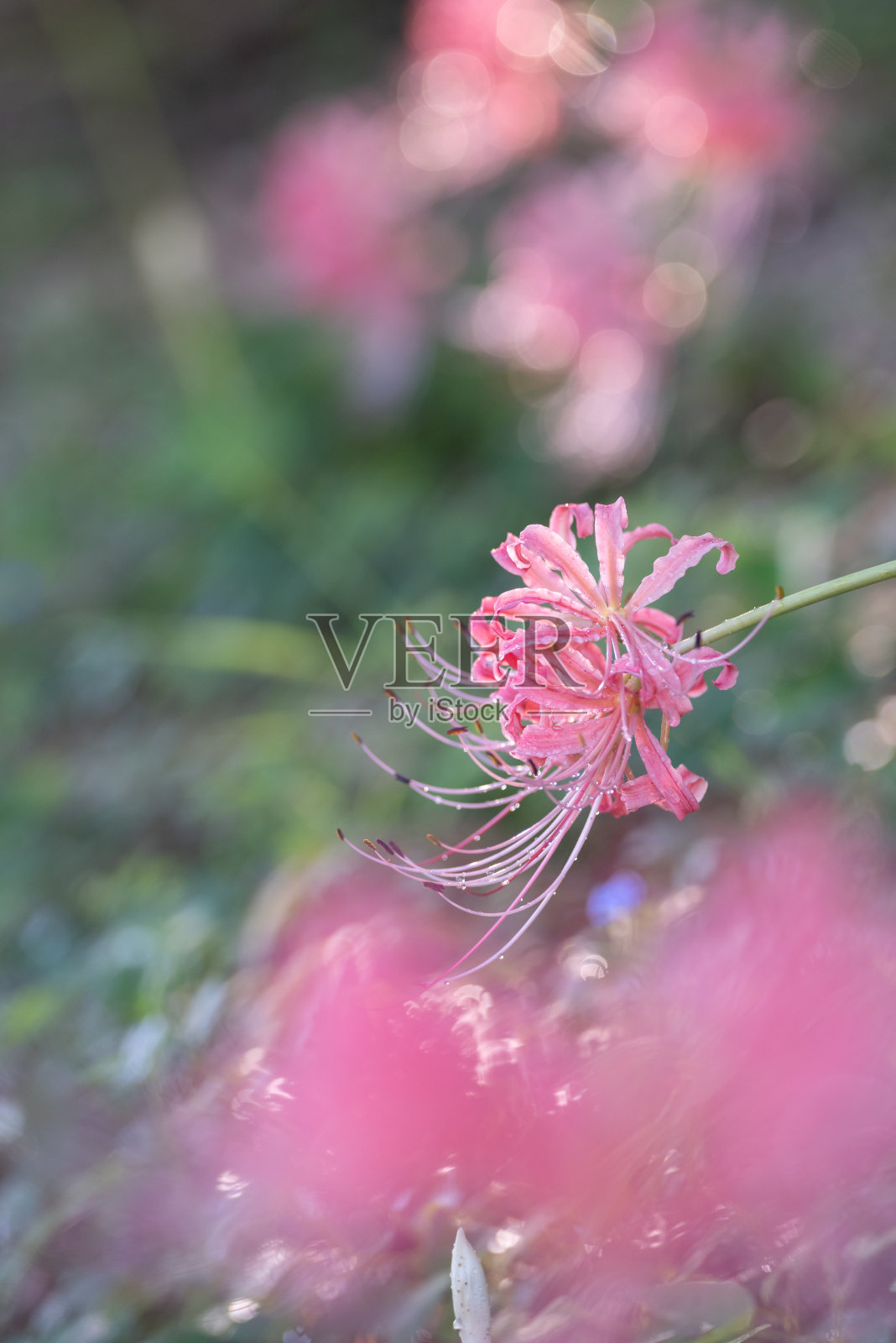 粉红色的集群孤挺花照片摄影图片