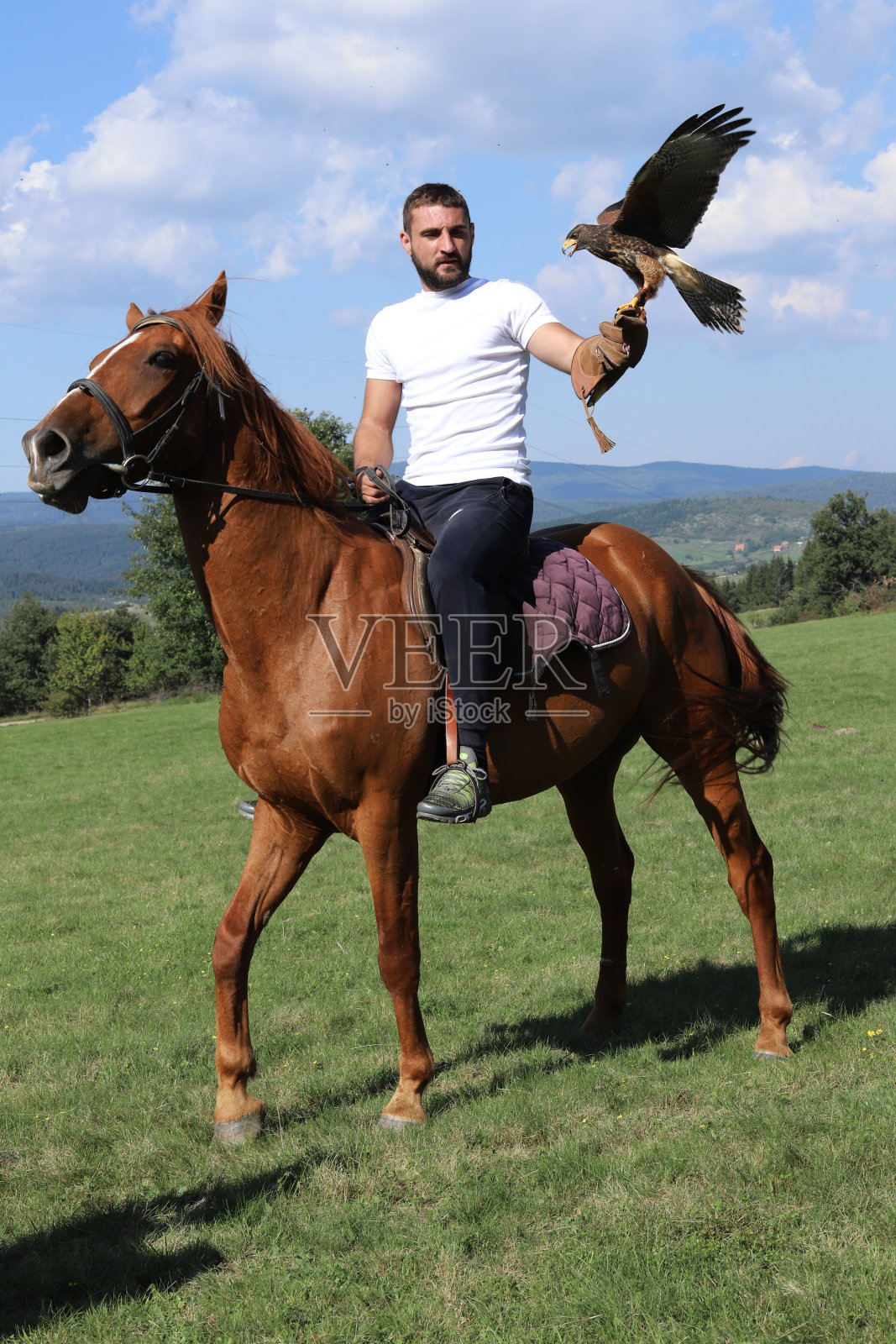 动物和自然。照片摄影图片