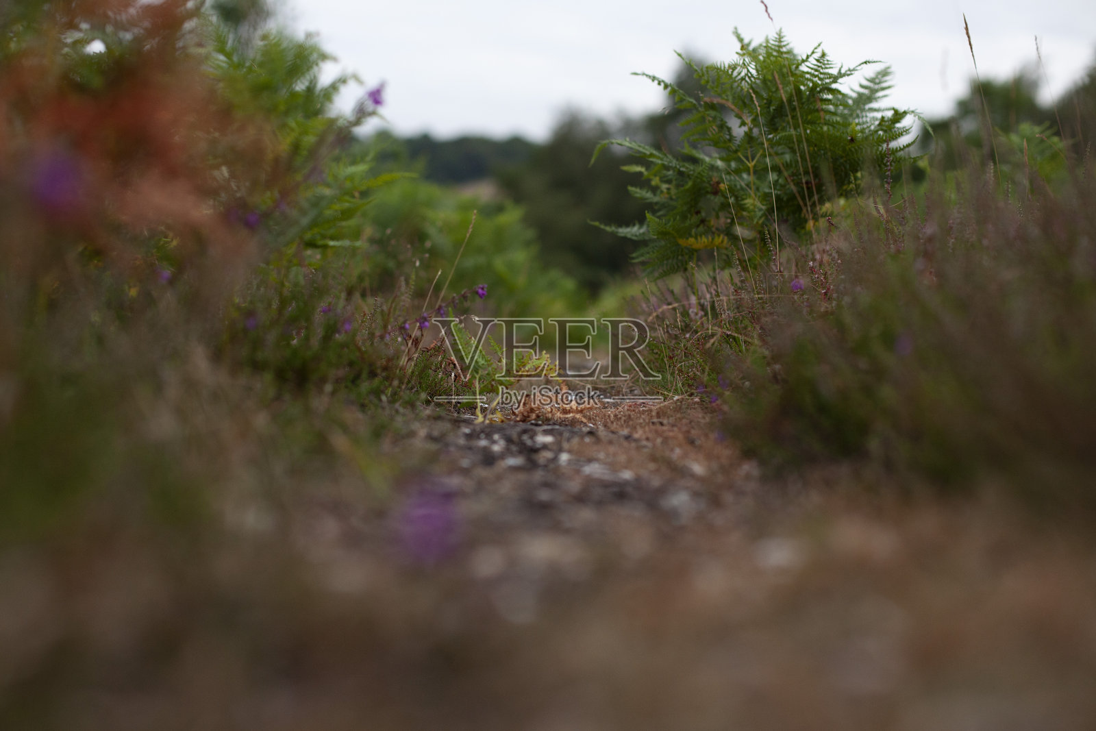 林中小径照片摄影图片