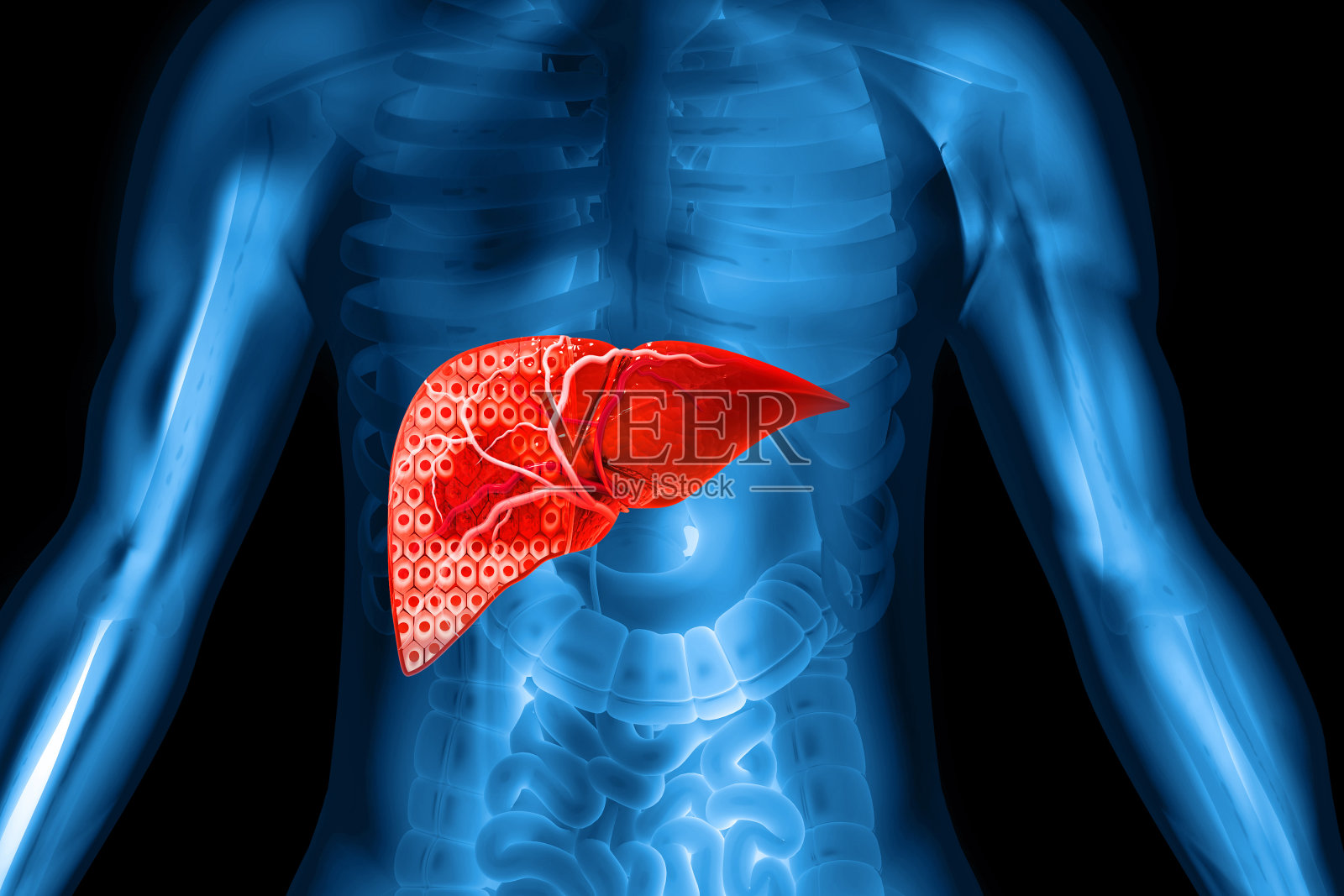 人体肝脏解剖结构，肝脏疾病，三维插图照片摄影图片