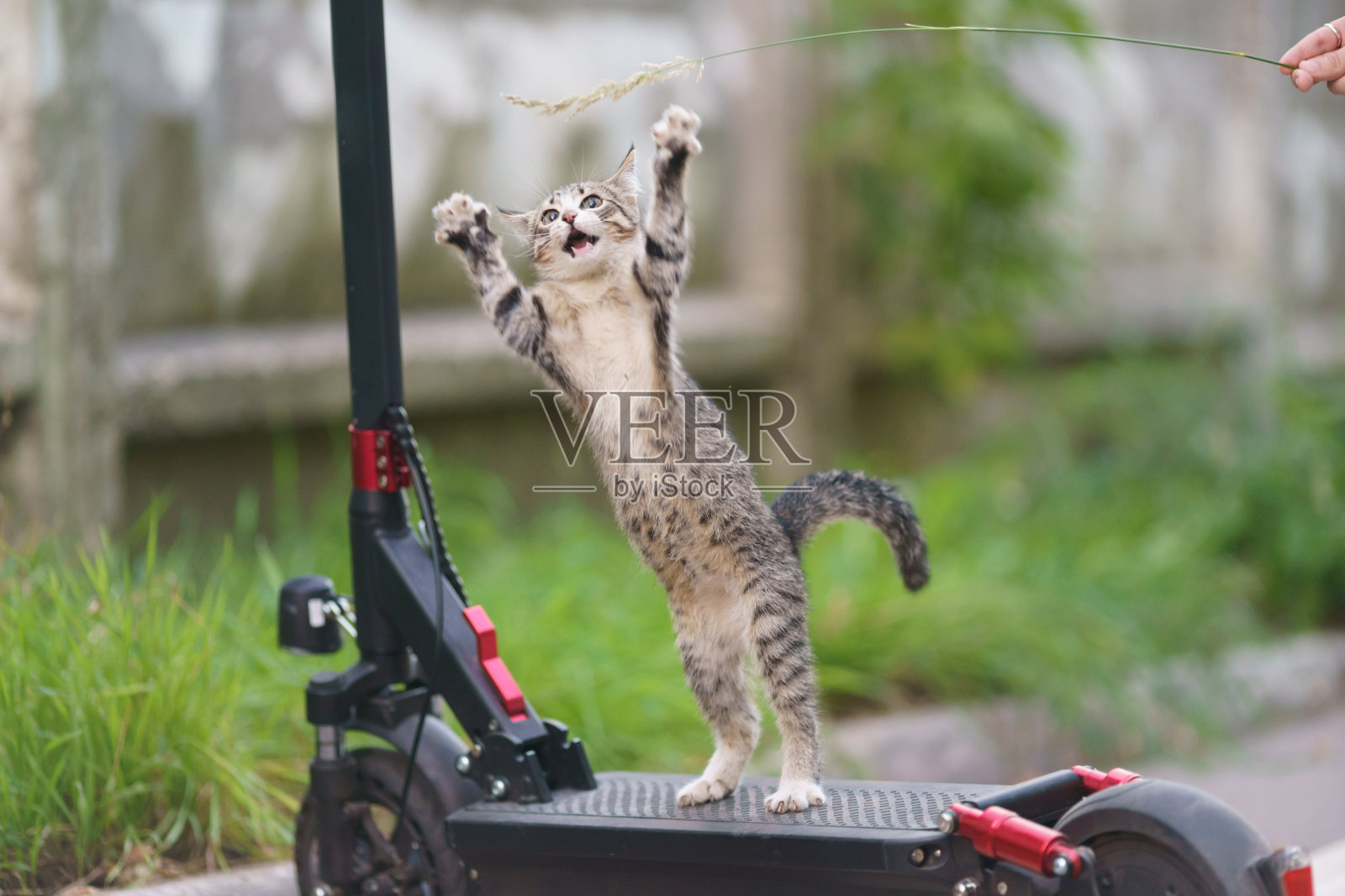 条纹的猫玩照片摄影图片