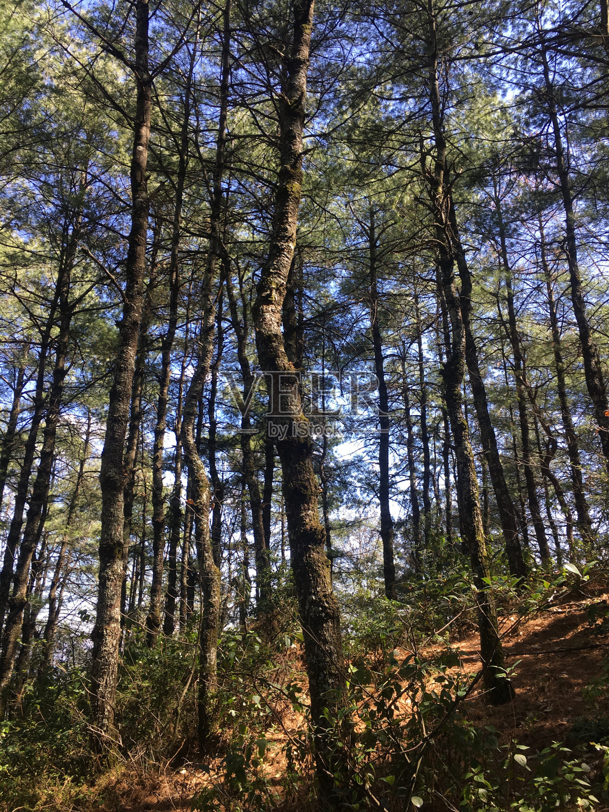 山坡上种着松树照片摄影图片