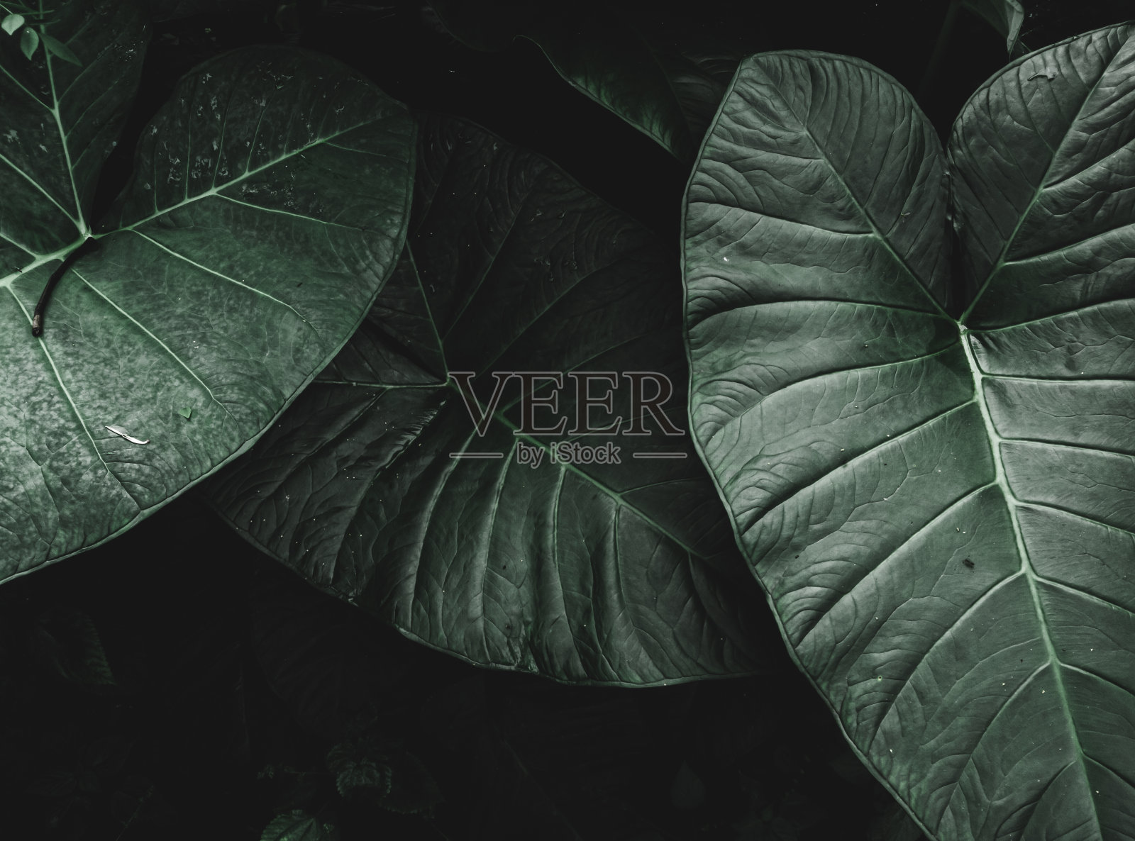 三片热带大叶子照片摄影图片