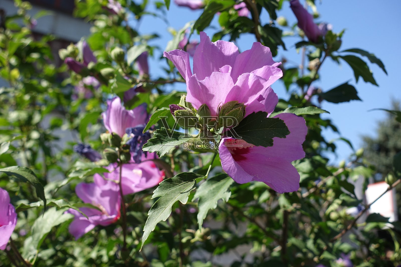 九月中旬，叙利亚木槿花的天空和粉色花朵照片摄影图片
