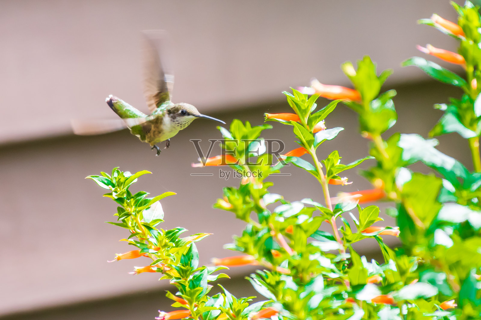 蜂鸟在橙花中进食照片摄影图片