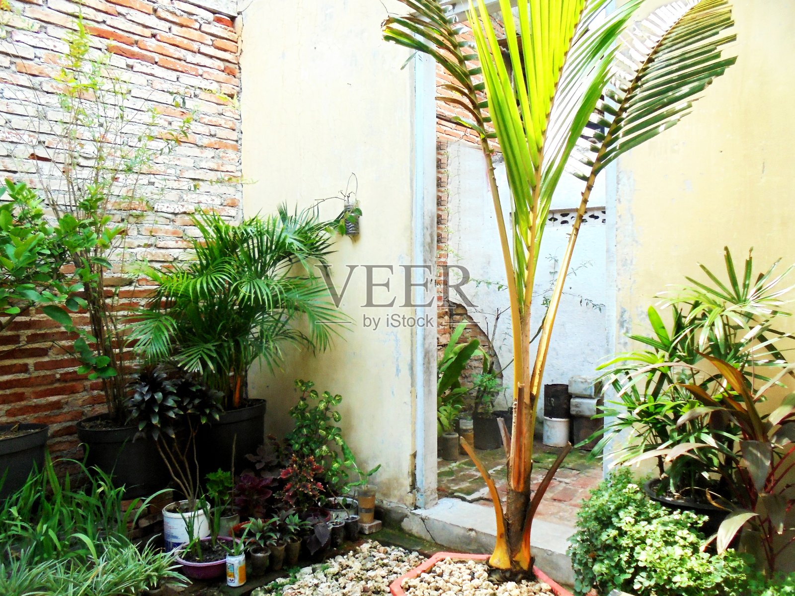 盆景照片摄影图片