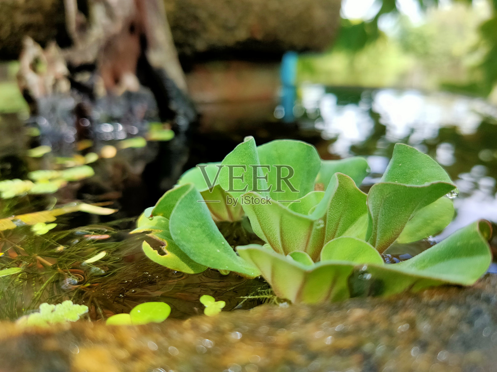 绿色植物照片摄影图片