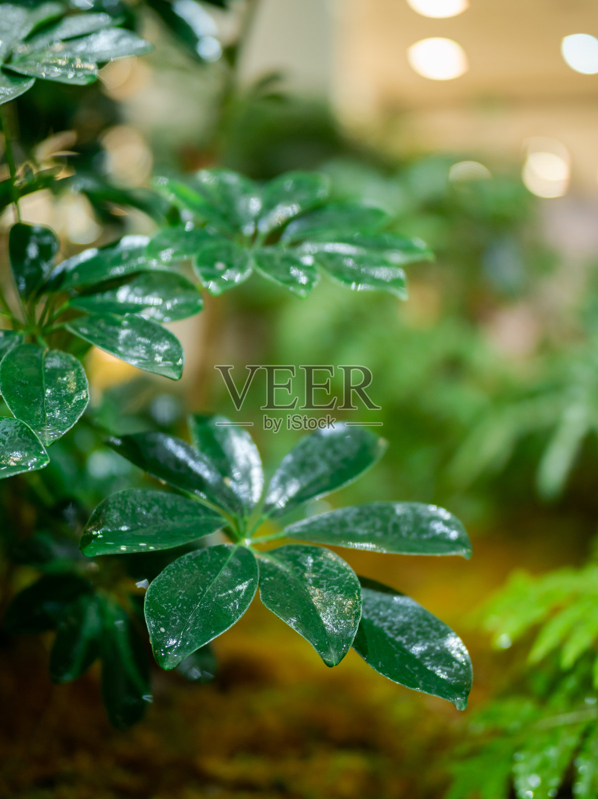 热带植物的特写镜头照片摄影图片