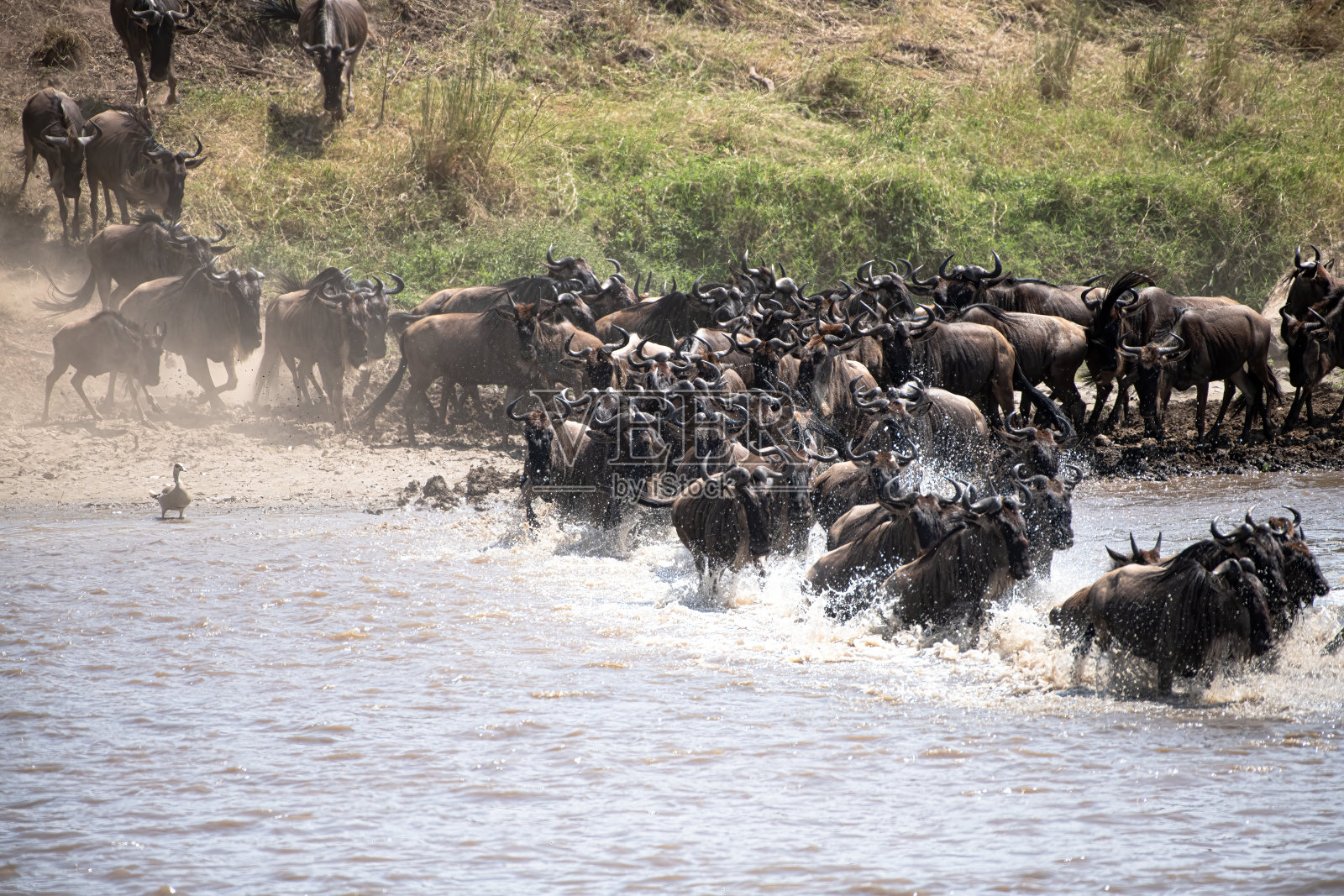 塞伦盖蒂草原的角马大迁徙照片摄影图片