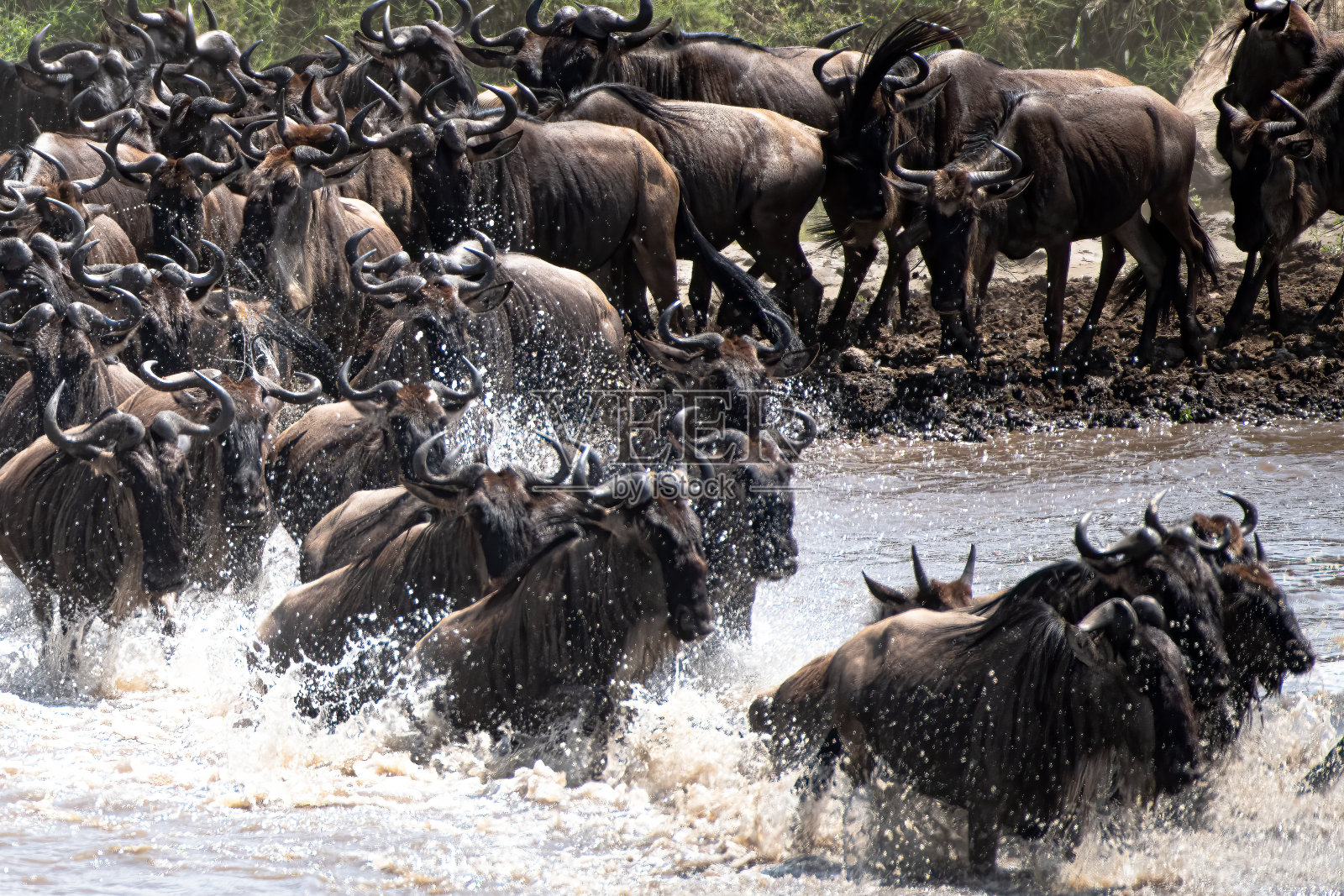 塞伦盖蒂草原的角马大迁徙照片摄影图片