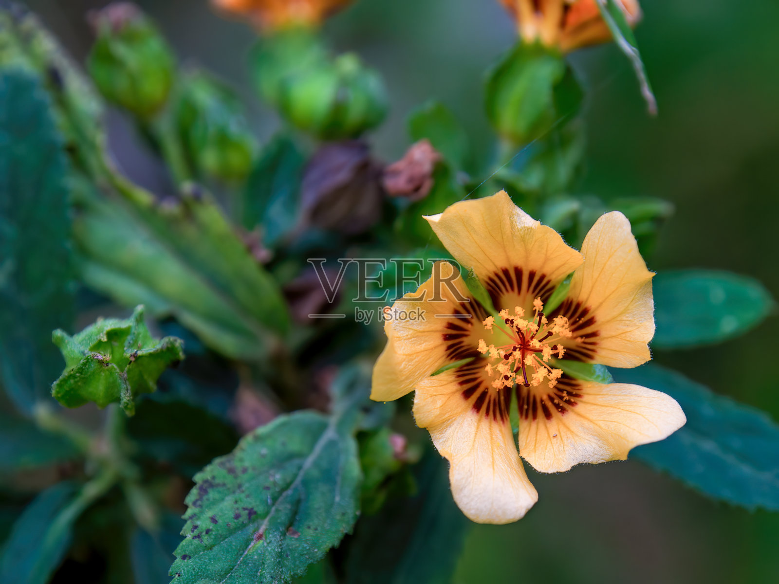 哥伦比亚扇形花瓣花的微距摄影照片摄影图片