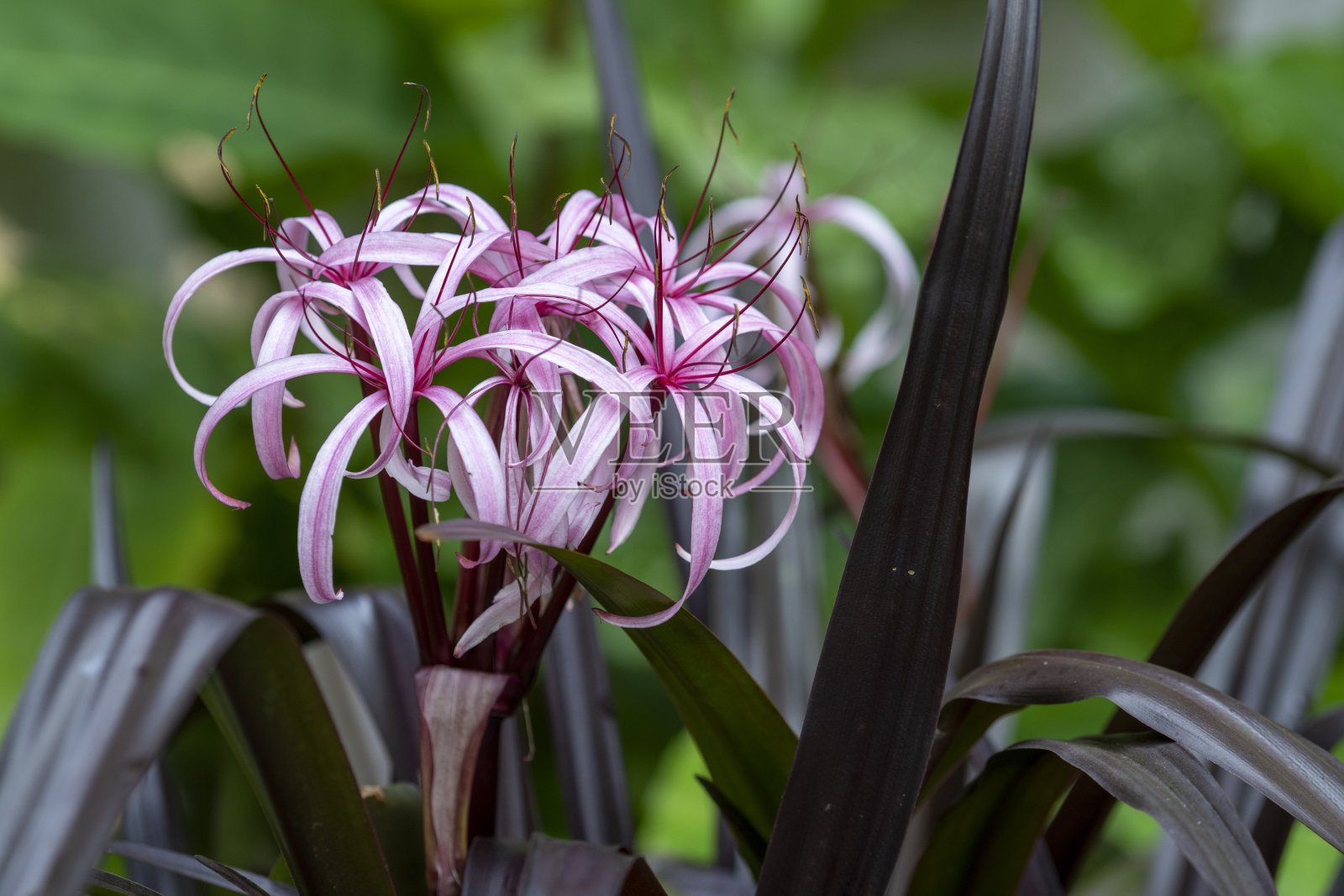紫百合照片摄影图片