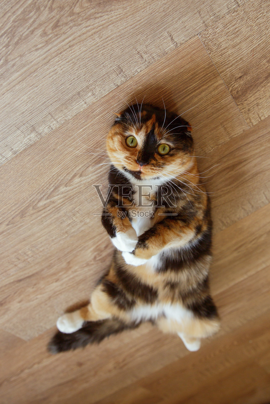 一只可爱的苏格兰折耳猫悠闲地躺在地板上。照片摄影图片