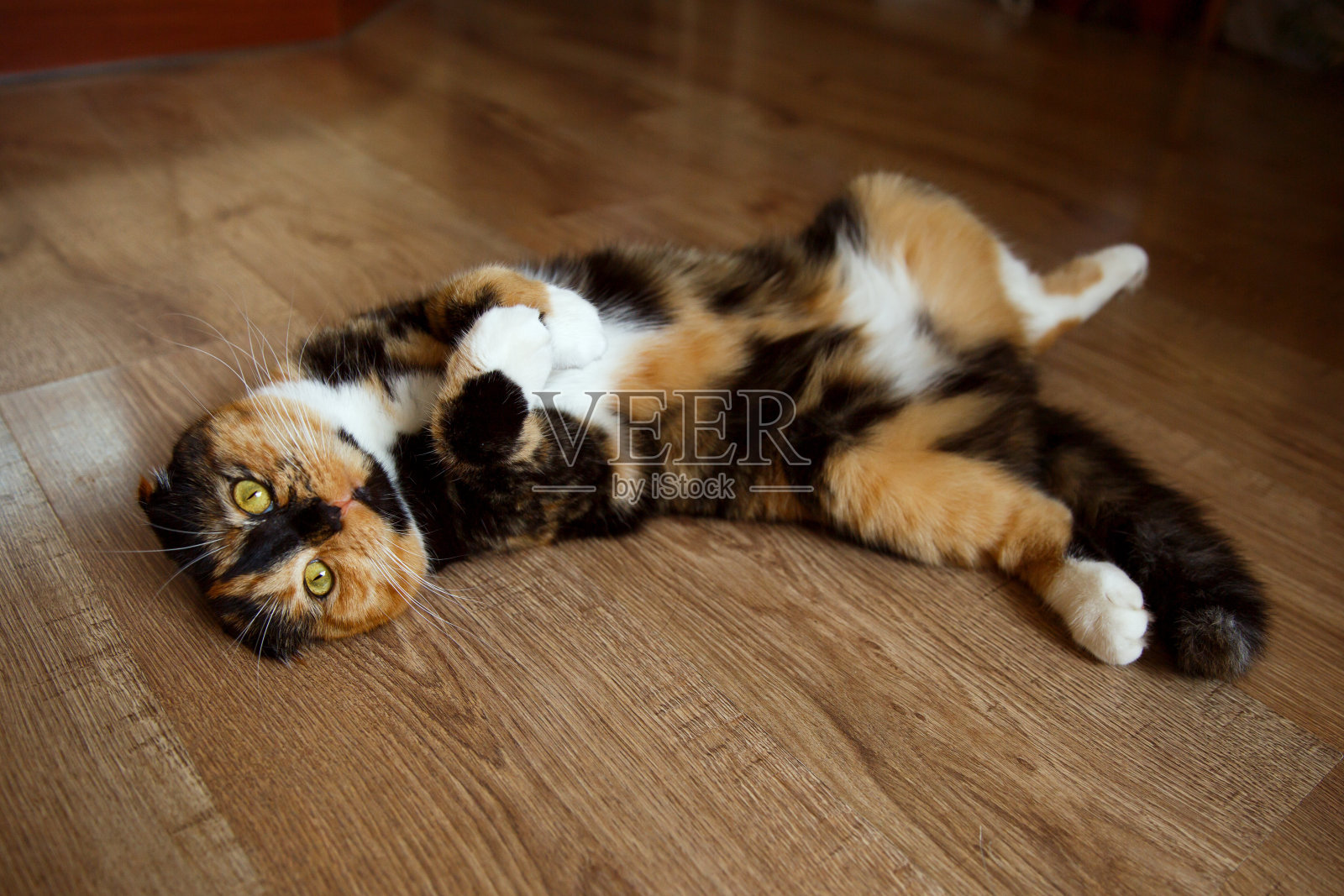 一只可爱的苏格兰折耳猫悠闲地躺在地板上。照片摄影图片