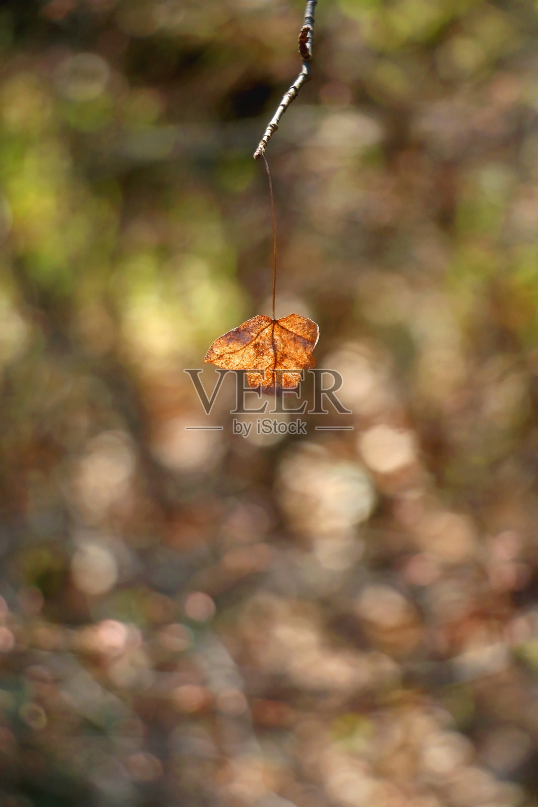 丰富多彩的秋叶照片摄影图片