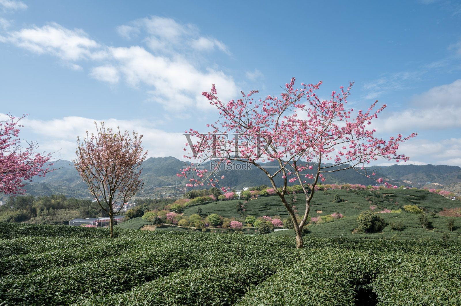 农业生态茶园中的樱花树照片摄影图片