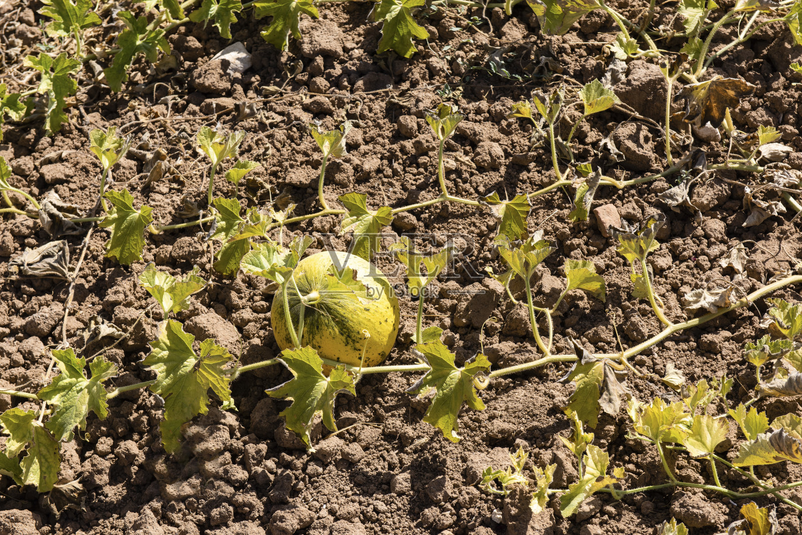 黄瓜在地里生长照片摄影图片