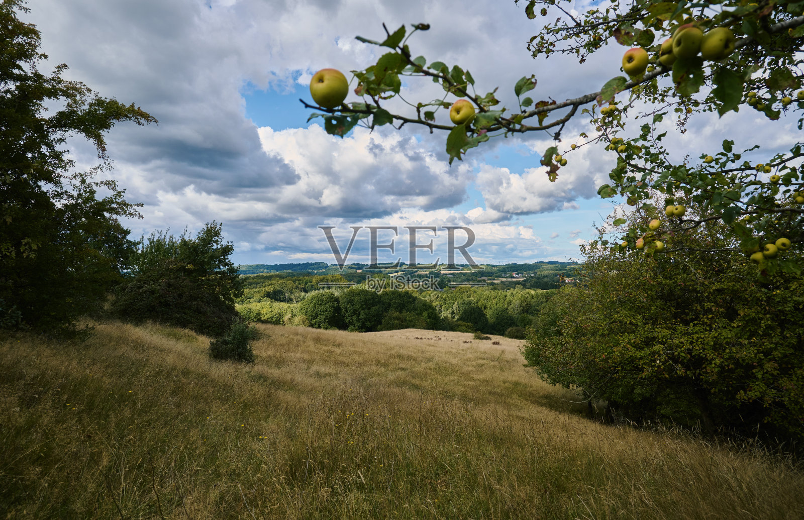 有苹果树的大自然照片摄影图片