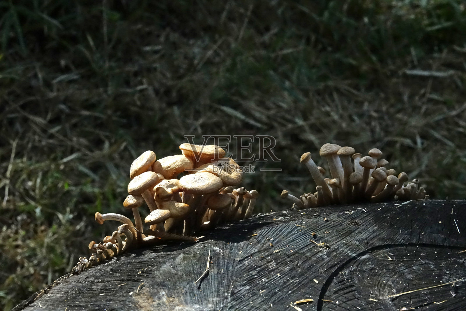 雨后生长的蘑菇照片摄影图片