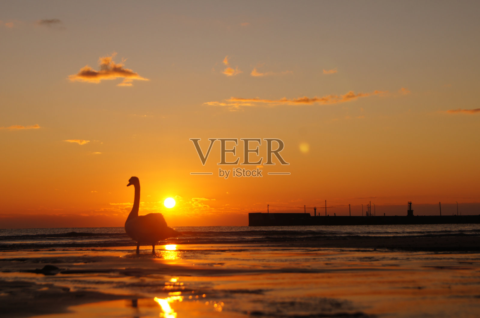 日落swan3照片摄影图片