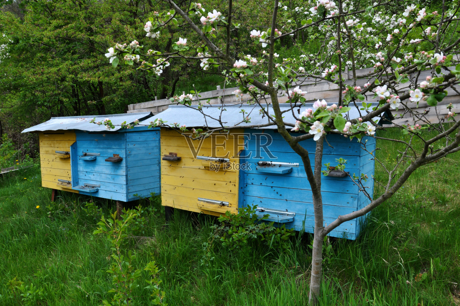 春天花园里的养蜂场照片摄影图片