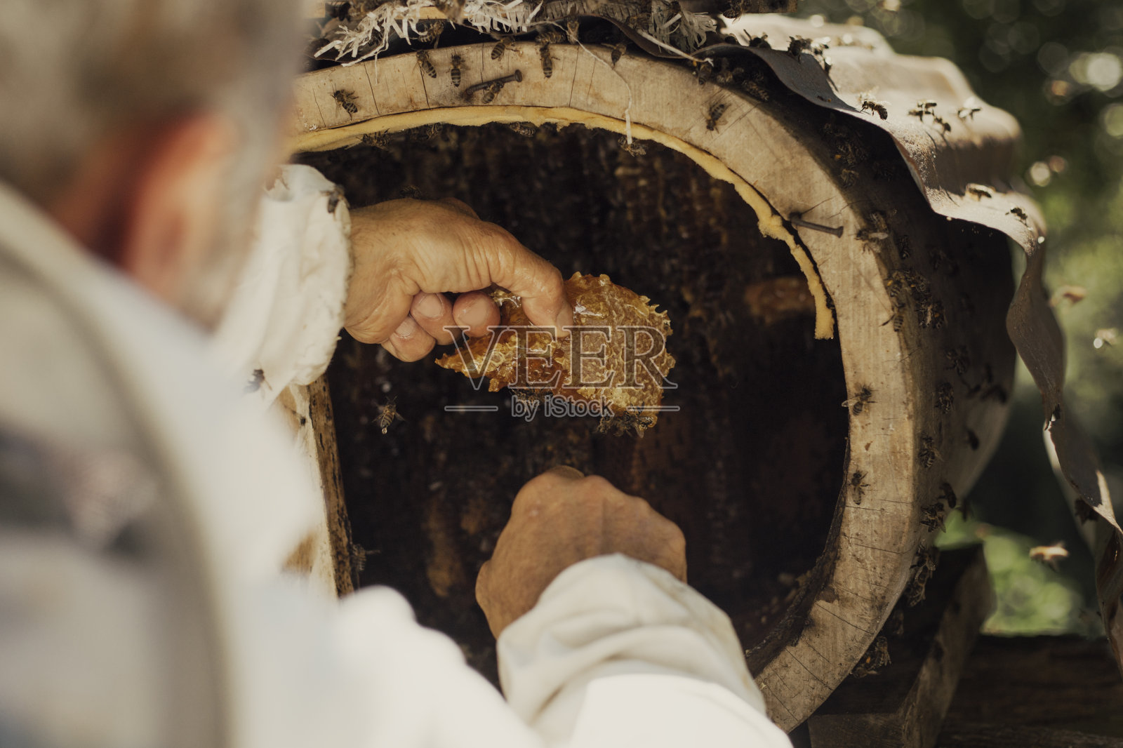 养蜂人从蜂巢中采蜜照片摄影图片