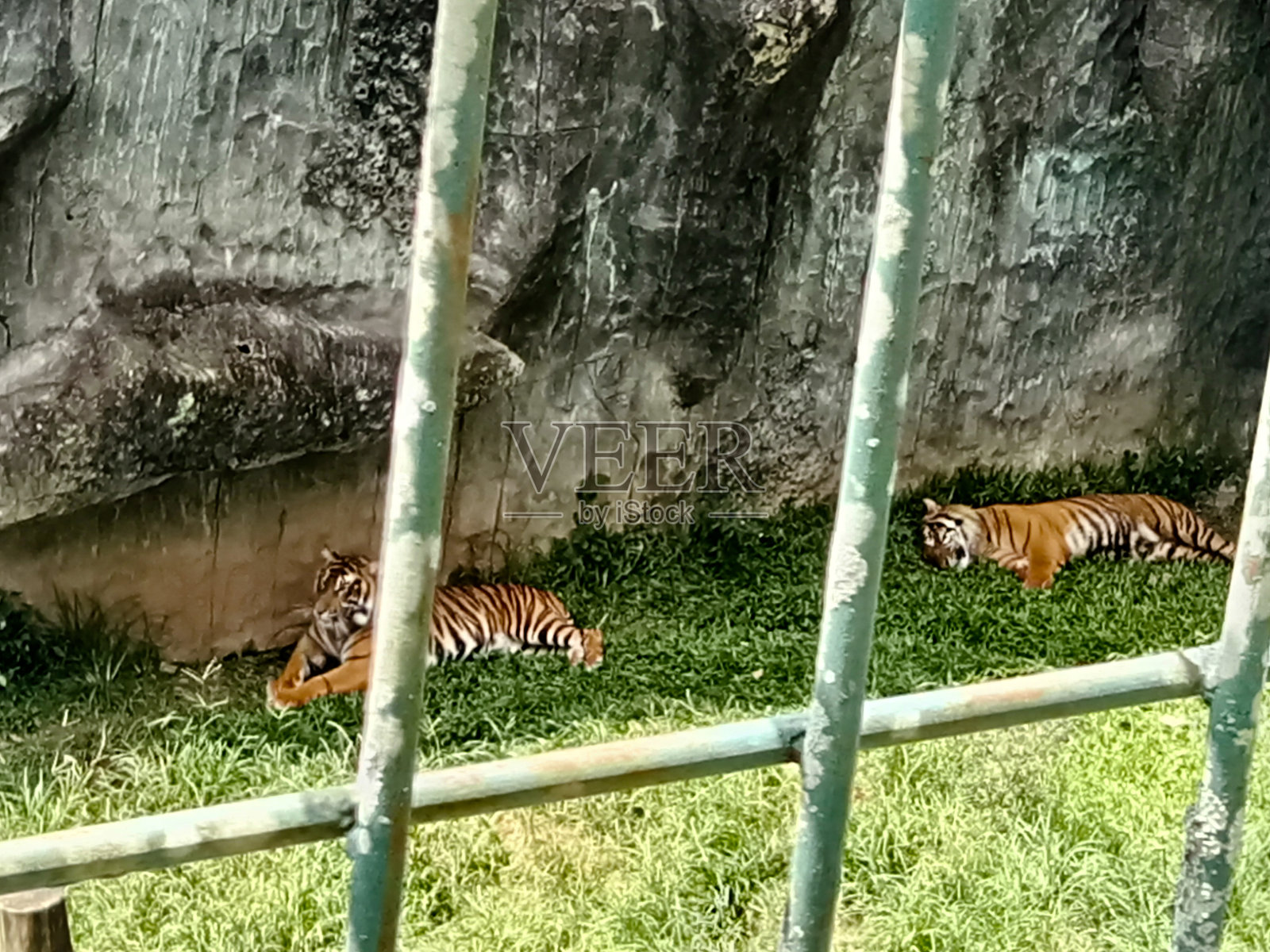 Bukittinggi动物园，两只老虎在笼子里睡觉放松照片摄影图片