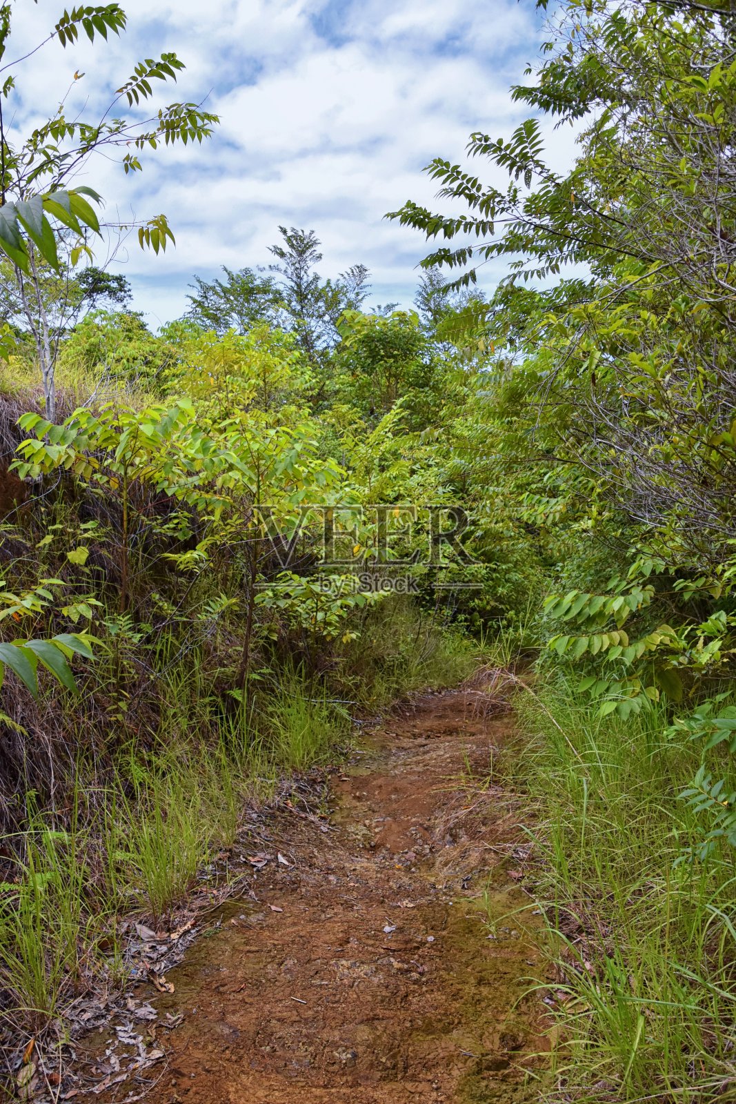 El Miro废墟，徒步小径景观，废弃的豪宅，宣布的生物走廊，在哥斯达黎加，2022年，中美洲。照片摄影图片