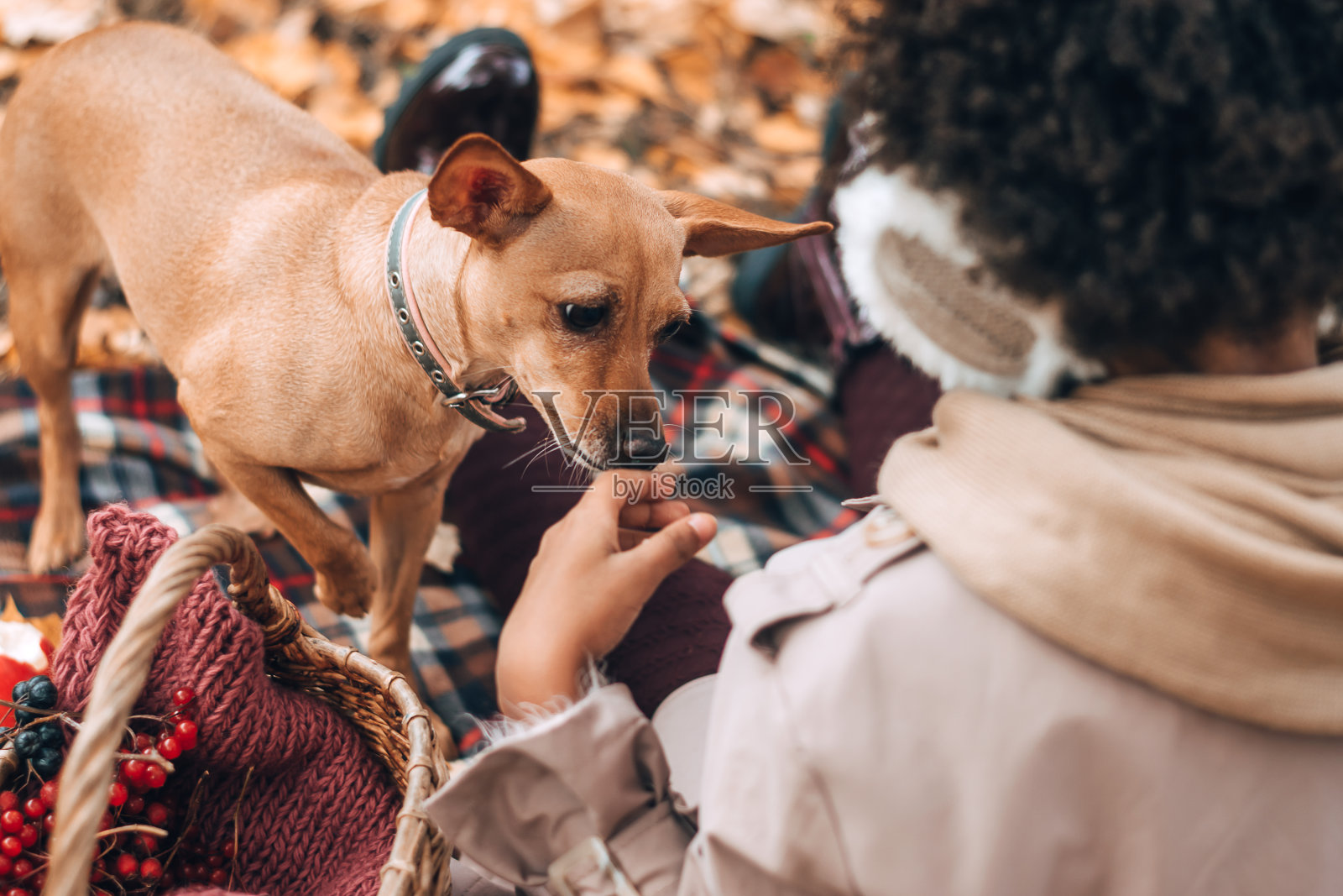 一个可爱的非裔美国女孩在秋天的公园野餐时与一只狗玩耍。多样性,秋天的概念照片摄影图片