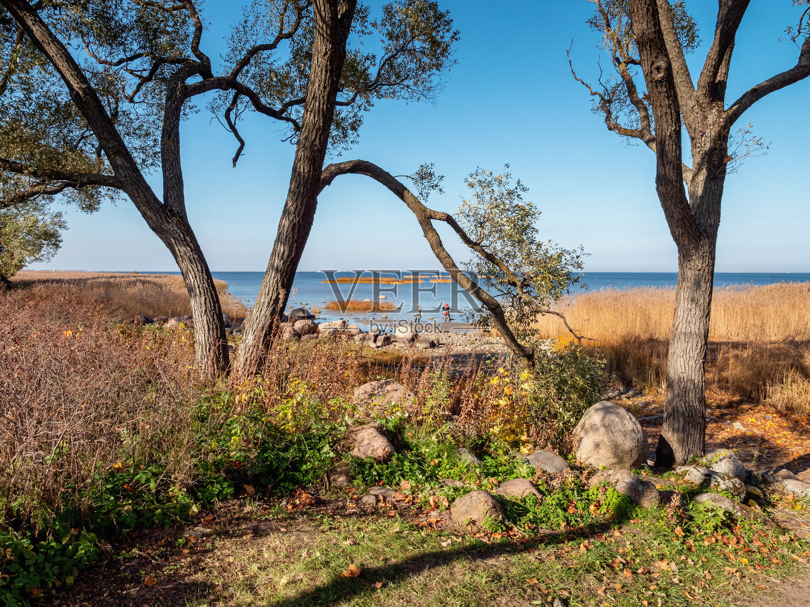 彼得霍夫，亚历山大公园的秋天。芬兰湾岸边的人们。照片摄影图片