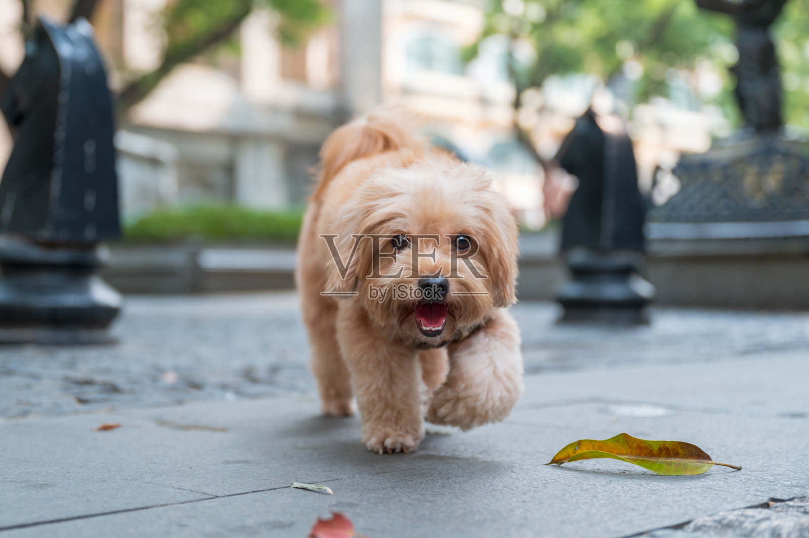 这只可爱的黄色小狗正在公园里散步照片摄影图片