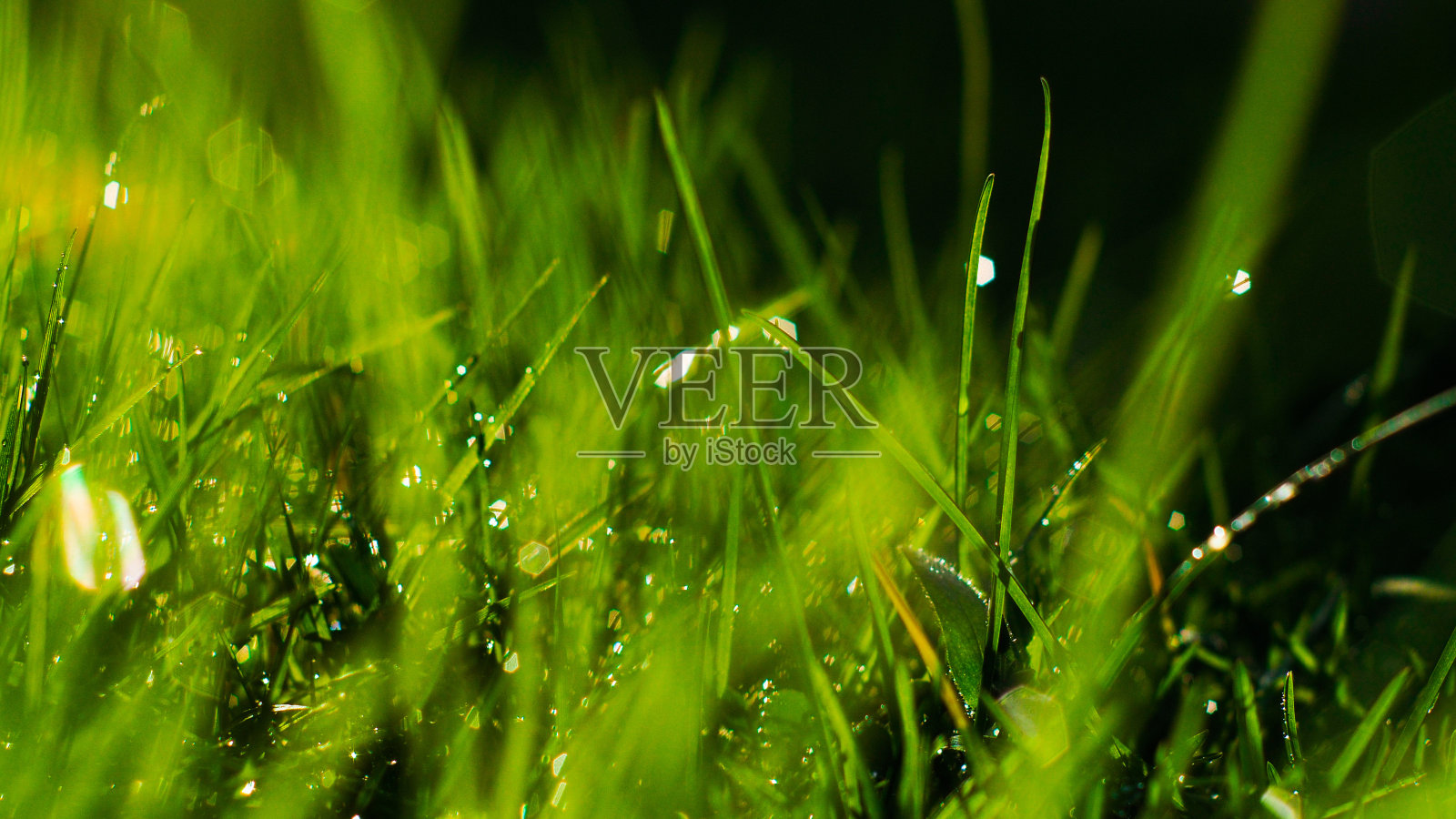 草特照片摄影图片